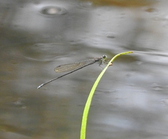 Pseudagrion indicum