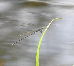 Pseudagrion indicum