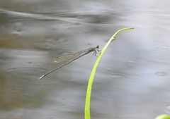 Pseudagrion indicum