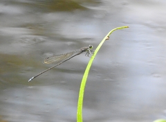 Pseudagrion indicum