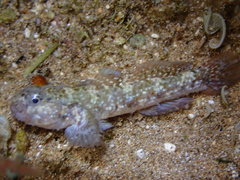 Bathygobius cocosensis