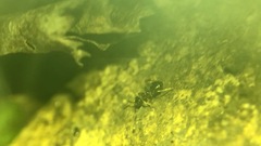 Formicidae