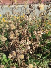 Dittrichia viscosa