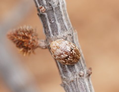 Paropsis confusa