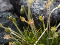 Colobanthus apetalus