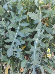Eruca vesicaria