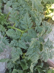 Conium maculatum
