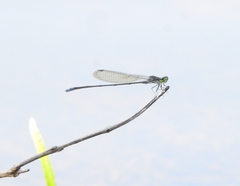 Pseudagrion indicum