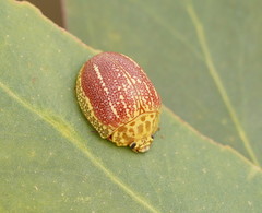 Paropsis propinqua