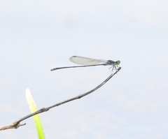 Pseudagrion indicum