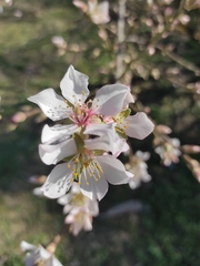 Prunus amygdalus