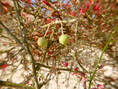 Capparis decidua
