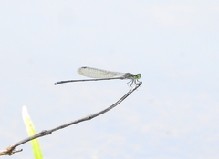 Pseudagrion indicum