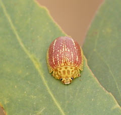 Paropsis propinqua