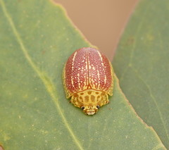 Paropsis propinqua