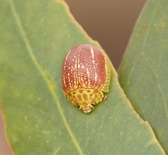 Paropsis propinqua