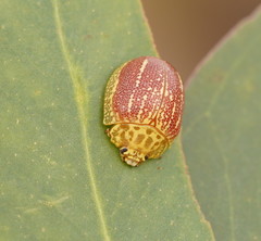 Paropsis propinqua