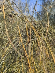 Retama sphaerocarpa