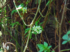Solanum appendiculatum