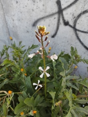 Eruca vesicaria