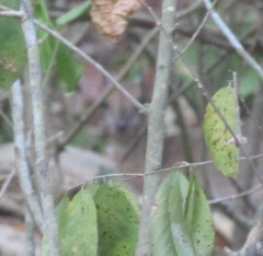 Nesotragus moschatus