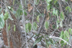 Nesotragus moschatus