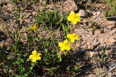 Helianthemum grosii