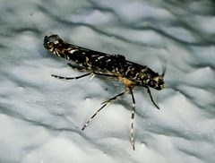 Conopomorpha cyanospila