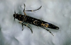 Conopomorpha cyanospila