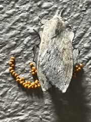 Rhinobombyx cuneata