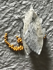 Rhinobombyx cuneata