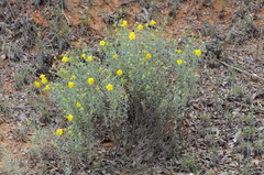 Helianthemum guerrae