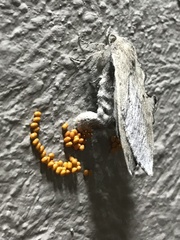 Rhinobombyx cuneata