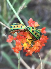 Calidea distinguenda