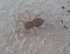 Menemerus bivittatus
