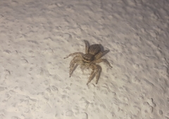 Menemerus bivittatus