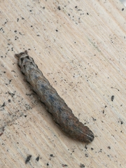 Noctua fimbriata