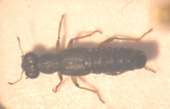Stenus geniculatus