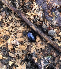 Platydema violacea