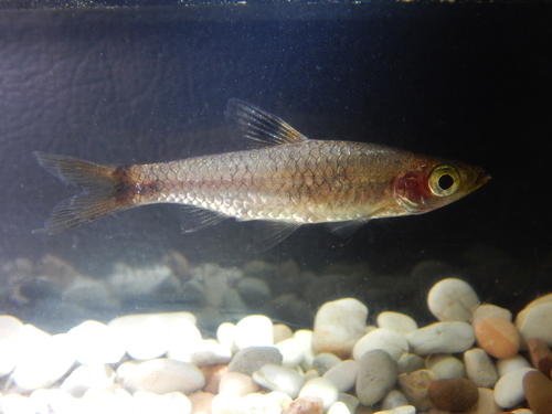 Smaragdoog-rasbora (Brevibora dorsiocellata) — Cyprinidae