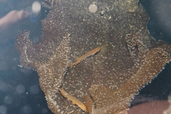 Undaria pinnatifida