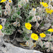 Helianthemum pannosum frigidulum - Photo 由 Abelardo Aparicio 所上傳的 (c) Abelardo Aparicio，保留部份權利CC BY-NC