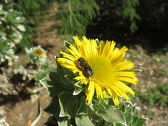Osmia latreillei