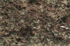 Cryptoblepharus africanus