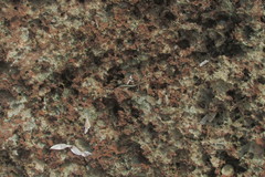 Cryptoblepharus africanus