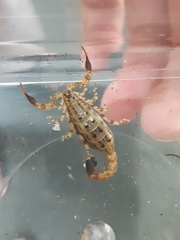 Uroplectes formosus maculipes