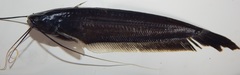 Silurichthys