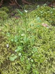 Cardamine oligosperma