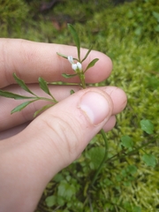 Cardamine oligosperma