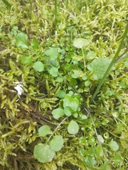 Cardamine oligosperma